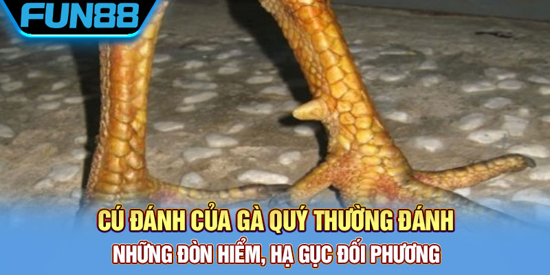 Vảy Gà Quý - Tổng Hợp Một Số Loại Vảy Chất Lượng Hiện Nay Cú đánh của gà quý thường đánh những đòn hiểm, hạ gục đối phương